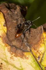 Astata