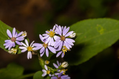 Symphyotrichum drummondii