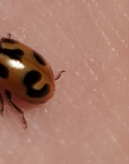 Hippodamia parenthesis