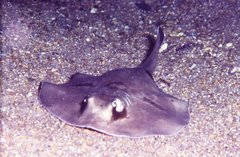 Urolophus orarius