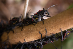 Pachylis pharaonis