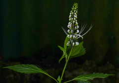 Ocimum obovatum