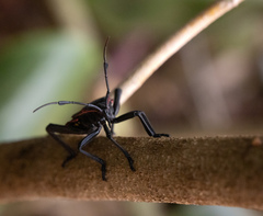 Pachylis pharaonis