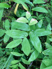 Liliales
