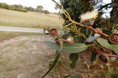 Eucalyptus globulus globulus