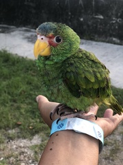 Amazona albifrons