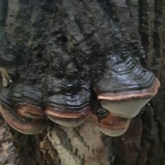 Fomitopsis mounceae