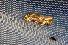 Phaecasiophora confixana