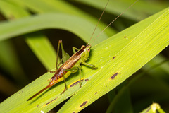 Conocephalus brevipennis