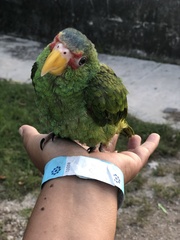 Amazona albifrons