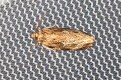 Phaecasiophora confixana