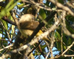 Setophaga palmarum palmarum