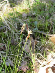 Carex pensylvanica