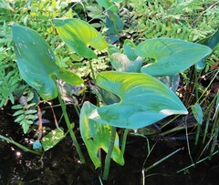 Pontederia cordata