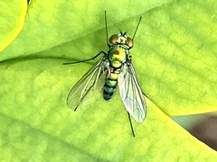 Condylostylus longicornis