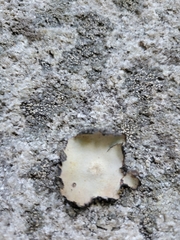 Umbilicaria