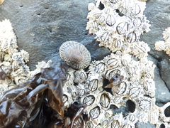 Siphonaria lessonii