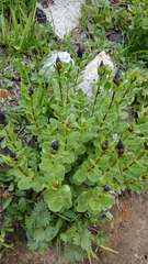 Gentiana calycosa