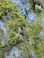 Antitrichia curtipendula