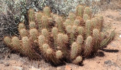Echinocereus engelmannii engelmannii