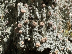 Icmadophila ericetorum