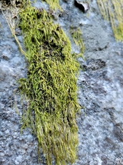 Antitrichia curtipendula