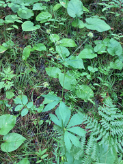 Sanicula marilandica