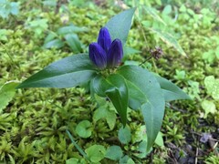 Gentiana clausa