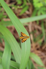 Taractrocerini