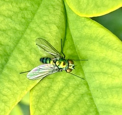 Condylostylus longicornis
