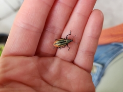 Diaprepes abbreviatus