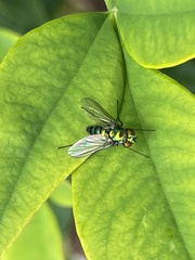 Condylostylus longicornis
