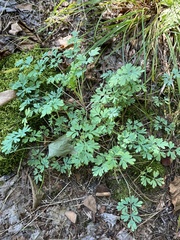 Capnoides sempervirens