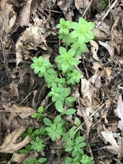 Galium triflorum