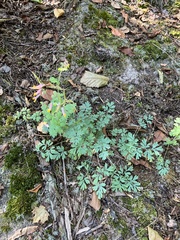 Capnoides sempervirens