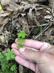 Galium triflorum
