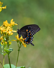 Papilio troilus