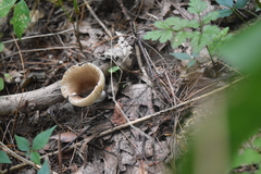 Ampulloclitocybe clavipes