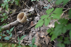 Ampulloclitocybe clavipes