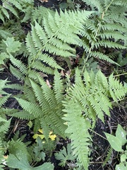 Athyrium angustum
