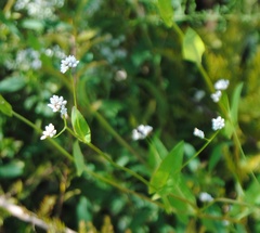 Fagopyrum esculentum
