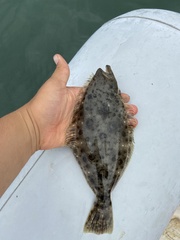 Paralichthys californicus
