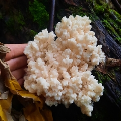 Hericium americanum