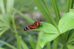 Anartia amathea