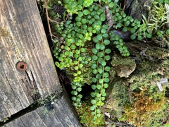Gaultheria hispidula