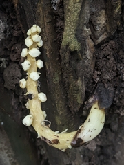 Balanophora latisepala