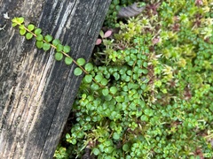 Gaultheria hispidula