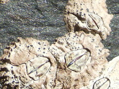 Notochthamalus scabrosus