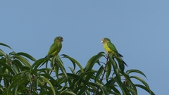 Eupsittula canicularis