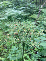 Heracleum maximum